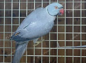 Ring neck parrot