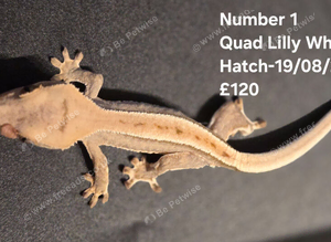 Lilly White Juvenile Crested Geckos with full Lineage