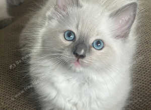 GCCF Beautiful Ragdolls