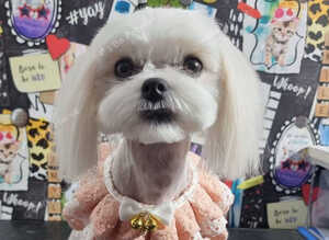 KC registered mature Maltese girl
