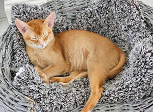 Abyssinian Kittens