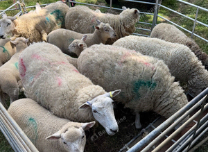 Lleyn Ewes & Lambs
