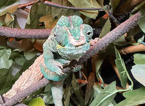 Male nosy faly panther chameleon
