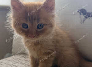 10 gorgeous ginger kittens.