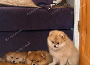 Adorable pomeranian puppies