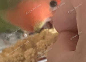Beautiful semi tame lovebird a male