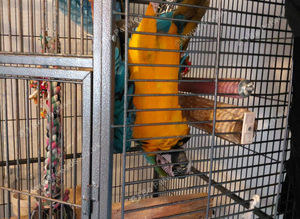 For sale hand reared blue and gold macaw