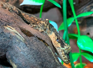 Flying Geckos at Birmingham Reptiles
