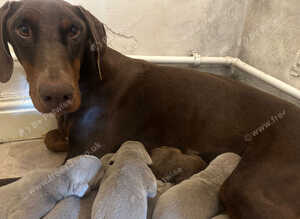 Stunning Isabella KC registered Doberman puppies
