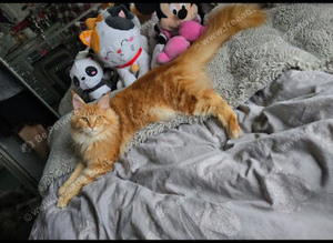 Red Maincoon
