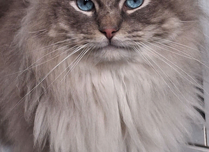 For Stud Duties! Blue lynx Ragdoll