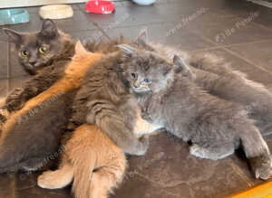 Adorable 5-Week-Old Kittens Ready for a Loving Home!