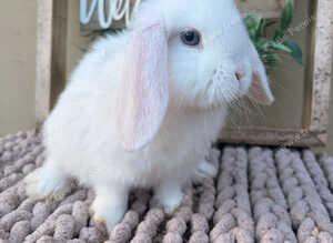 Beautiful mini lop babies