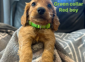 F1 cockapoo ready 16 July