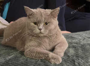 British shorthair kittens long hair
