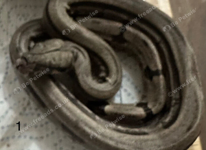 Boa Constrictor Amarali (short tailed Boas)
