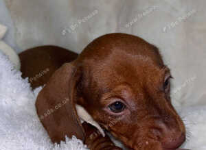 Five mini Dachshund looking for there best home