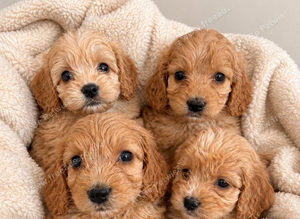 Cockapoo Puppies