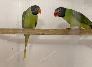 Slaty head parakeets