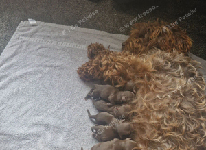 Extensively Health tested Gorgrous Toy cockapoo babies