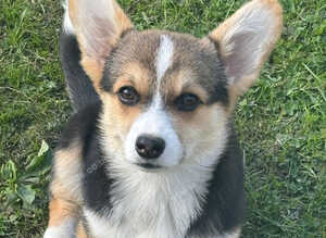 Cute Pembrokeshire corgi puppies