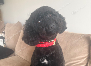 Black curly cockapoo up for stud