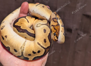 Orange dream clown