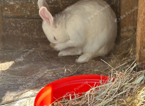 Rabbit Need a Rehome