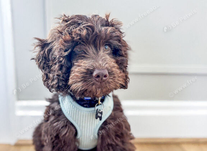 Cockapoo Puppy - Loving Home Needed