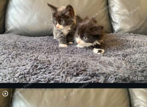 Cat Kittens