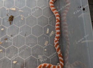 Amel female scaled corn snake (het scaleless)