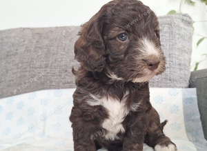 Three beautiful cockapoo puppies (one sold)