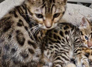 Bengal kittens