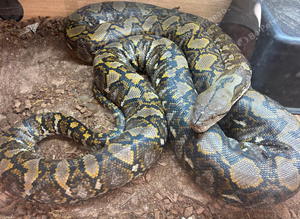 Dwarf reticulated python