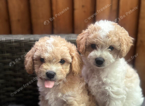 Puppies