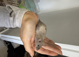 Remy Fancy Mouse