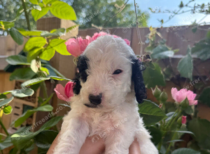 Beautiful cockapoo puppies