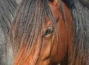 WelshD/1/4Warmblood