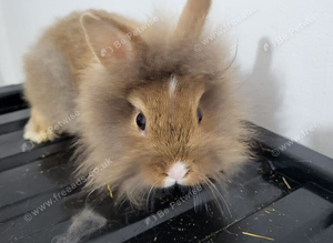 Baby rabbits ready now