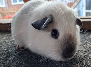Himalayan Guinea Pig Female