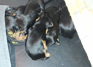 Yorkies