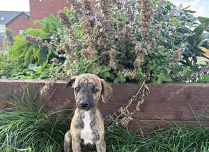 Beautiful whippet puppies for sale