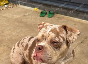 Micro Bully