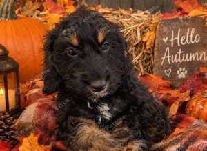 Outstanding F1 Cockerpoo Puppies - LAST 1- Raised in Our Family home
