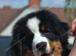 KC registered berneese boy PET HOMES ONLY