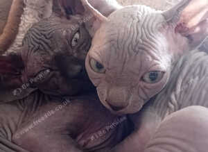 Beutiful Sphynx Kittens