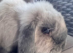 Male lop eared rabbit