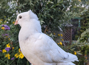 Hand reared fancy pet pigeons available!