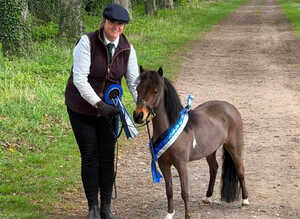 British Miniature Filly for sale