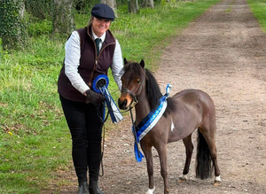 British Miniature Filly for sale